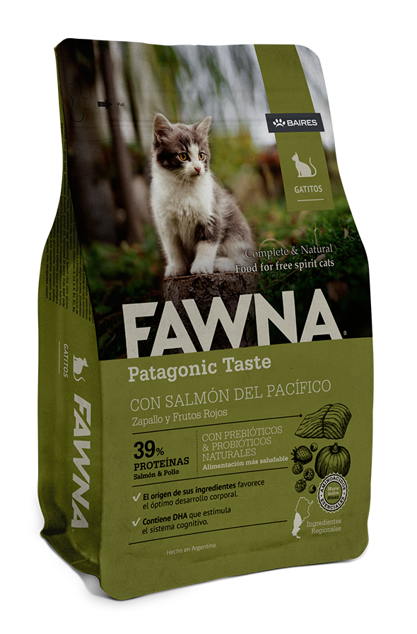Fawna Gato Kitten